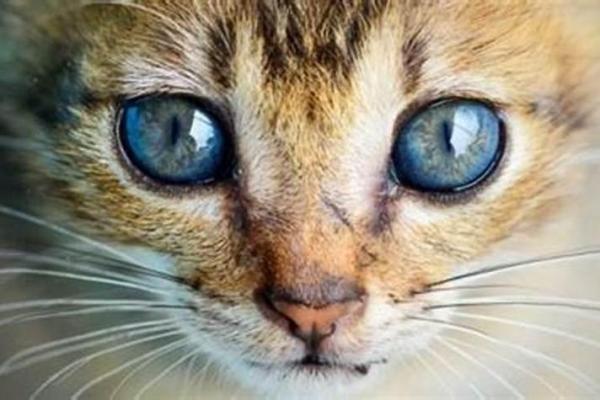 梦见猫在自己身上