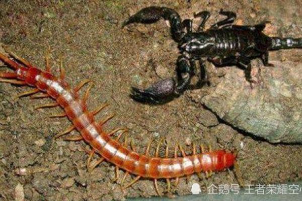 梦到身上有虫子