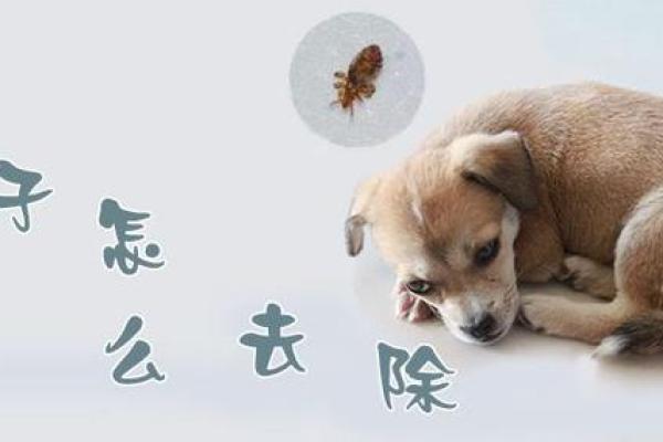 梦见狗身上有很多虱子