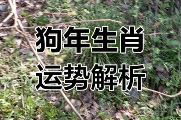 1982属狗2025苦尽甘来(1982属狗人2022)
