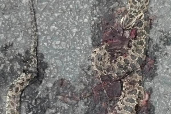 梦见烧死蛇
