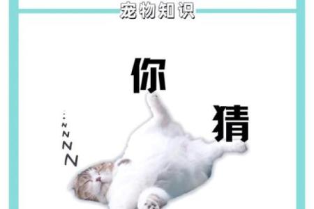 梦见猫在自己身上