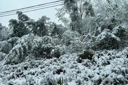 梦见夏天下雪