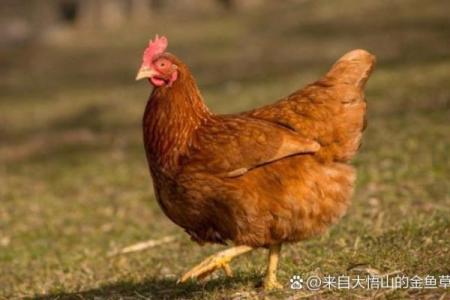 1969年属鸡男每月运势(1969年属鸡男每月运势1969年正月二十八的鸡)