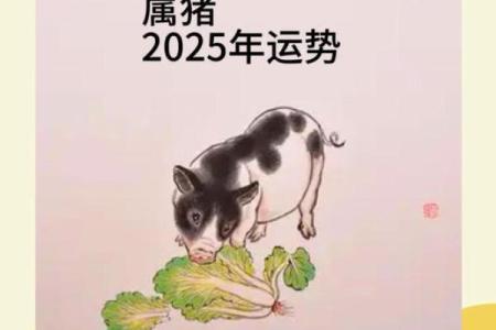 2025年属猪运势及运程(2025年属猪运势及运程1971年生人)