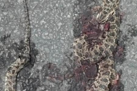 梦见烧死蛇