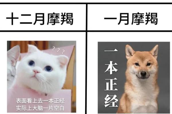 摩羯座第一星座网今日运势(摩羯座每日星座运势)