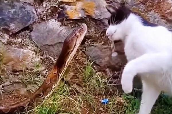 梦见猫咬蛇