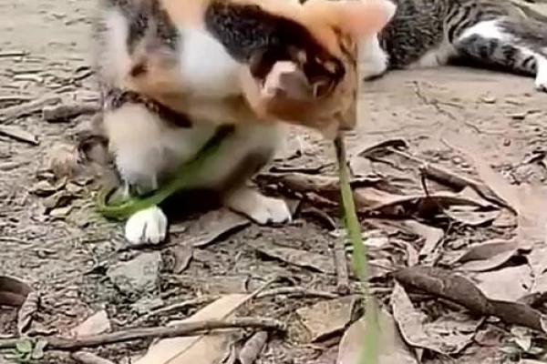 梦见猫咬蛇