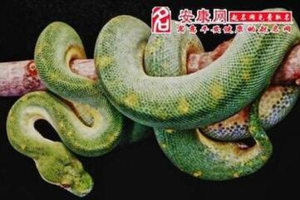 梦见家里有小蛇