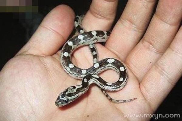 梦见家里有小蛇