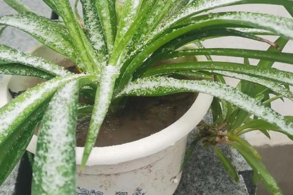 梦见刮大风下雨