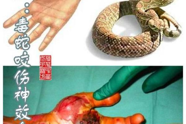 周公解梦梦见蛇爬到自己身上
