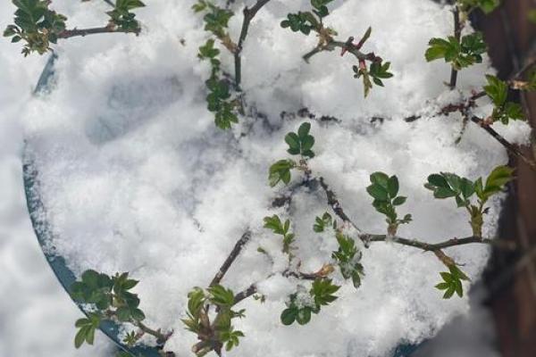 梦到春天下雪