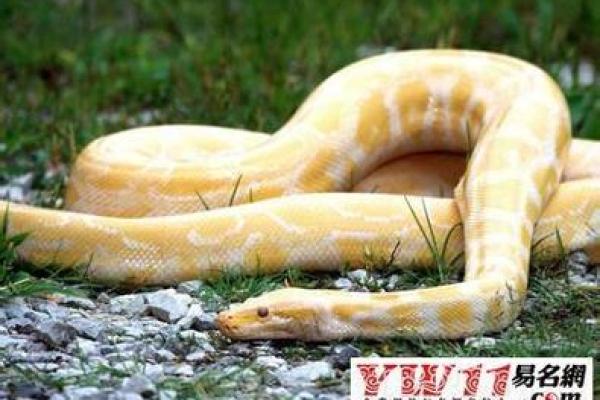 梦到几条大蛇是什么意思