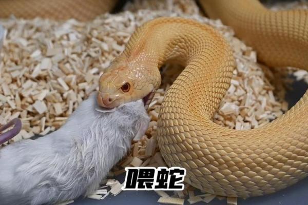 梦到老鼠和蛇