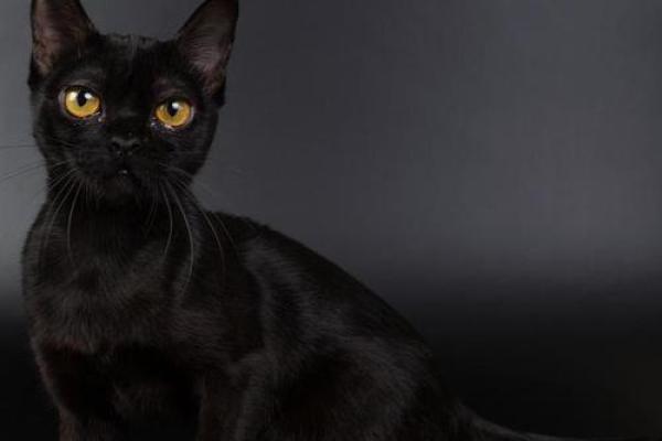 梦见黑猫往自己身上窜是什么寓意