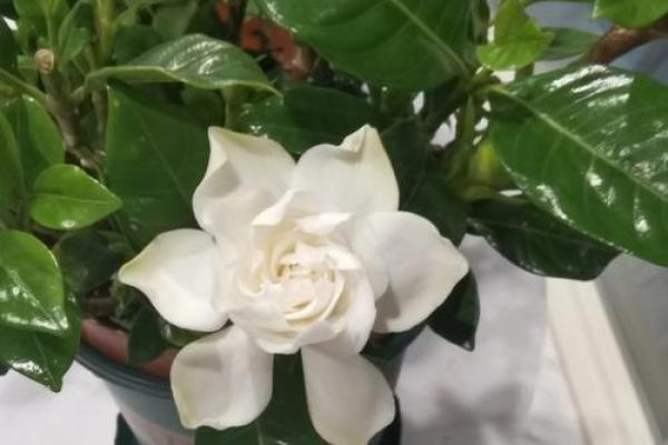 栀子花风水(栀子花风水好吗)