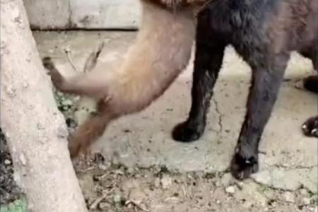 梦见黄鼠狼往身上扑