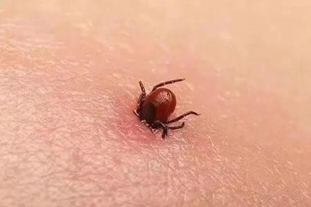 梦见虫子爬到自己身上