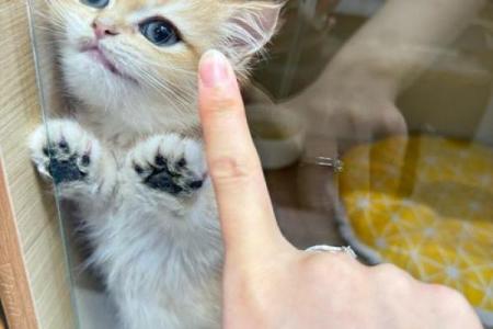 梦见黑猫往自己身上窜是什么寓意