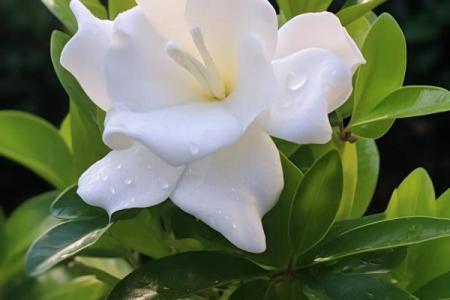 栀子花风水(栀子花风水好吗)