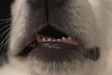 梦见狗爬到身上是什么意思