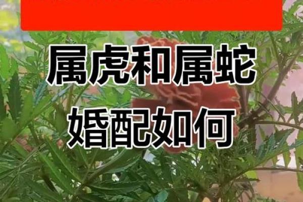 女蛇和男虎相配吗婚姻如何(女蛇和男虎的属相合不合)