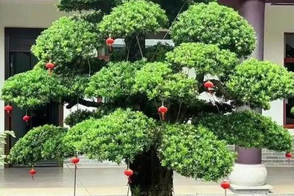 院外栽什么树风水好(院外栽什么树镇宅辟邪招财)