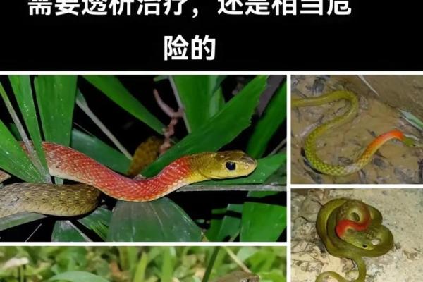梦见蛇掉在自己脖子上