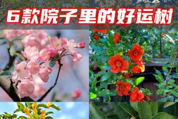 屋后有大树风水好不好(屋后有大树好吗)