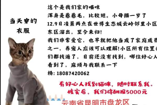 女人梦见被猫追赶是什么预兆