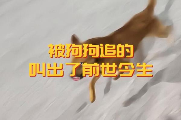 梦见被狗追是什么意思