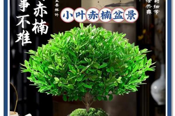 小叶赤楠的风水如何(小叶赤楠在室内怎么养)