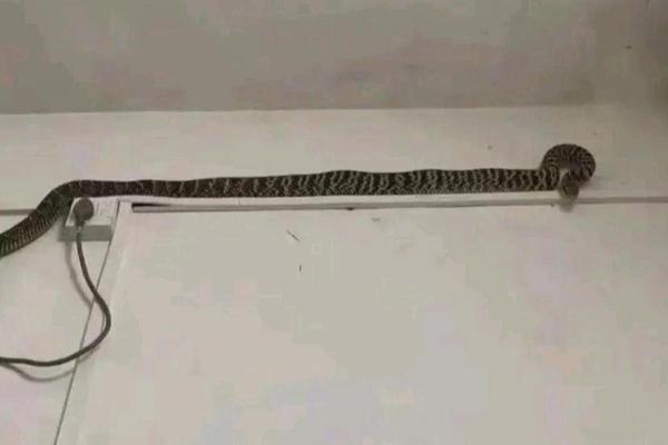 梦见家里有条蛇