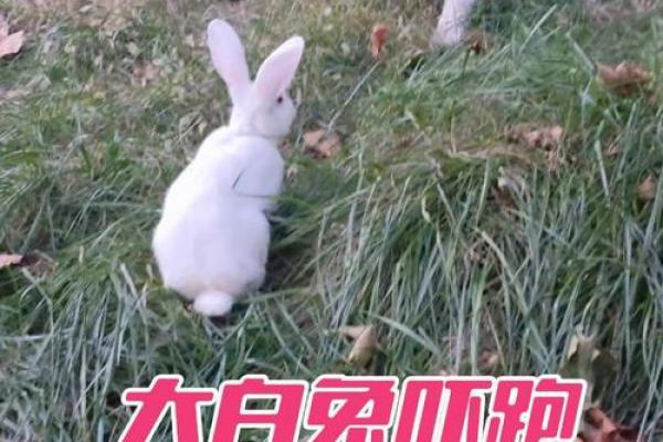 狗兔婚配的婚姻如何(狗配兔的婚姻状况)