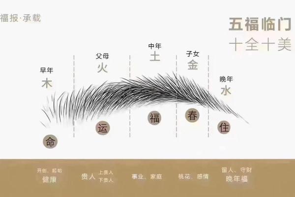 风水眉毛的讲解(风水眉毛的讲解图解)
