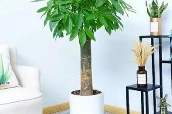 发财树的风水摆放及禁忌(发财树放置风水)
