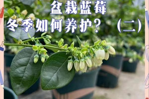 蓝莓种在哪个方位风水好(蓝莓栽在庭院什么位置好)