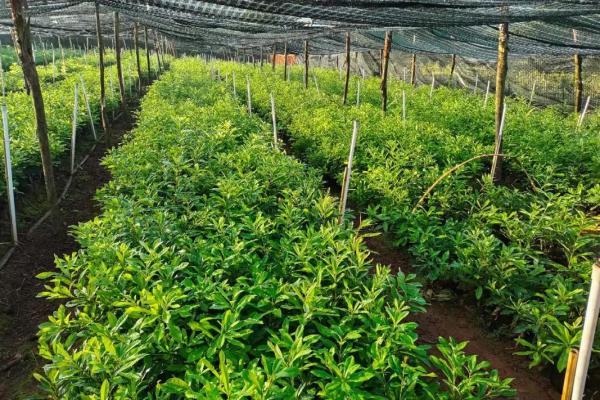 蓝莓种在哪个方位风水好(蓝莓栽在庭院什么位置好)