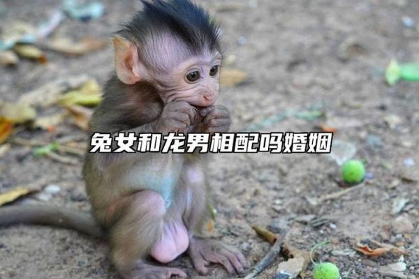 牛与兔相配婚姻如何(97男牛99女兔婚姻结局)