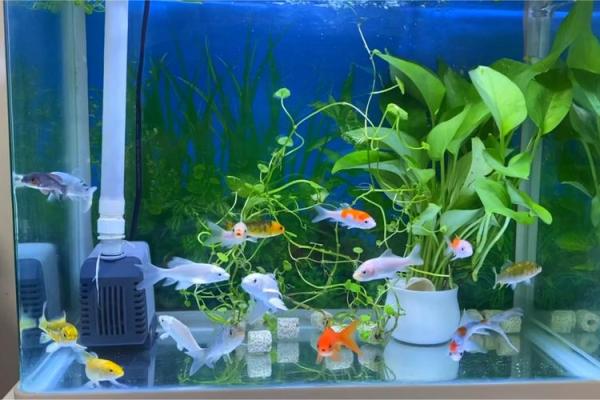 养鱼风水讲究(家中鱼缸养几条鱼最好)