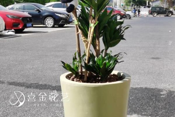 发财最猛的阳宅风水(发财最猛的阳宅风水植物有哪些)