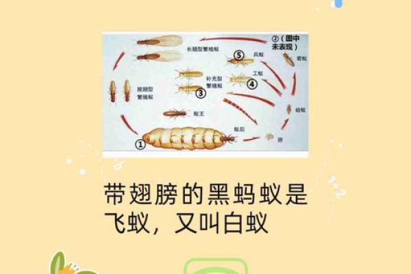 梦见身上有蚂蚁