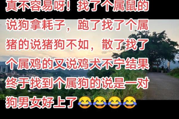 狗鼠婚配的婚姻如何(男狗女鼠婚姻最终结局)