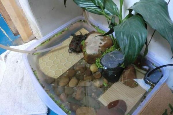 养龟的风水讲究(养龟的风水讲究和禁忌)