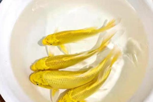 什么叫风水(什么叫风水鱼)