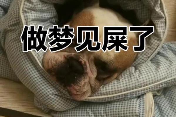 梦到粪便沾到身上
