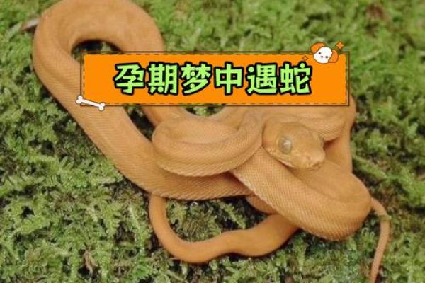 孕妇梦到大黑蛇