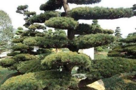 院外栽什么树风水好(院外栽什么树镇宅辟邪招财)